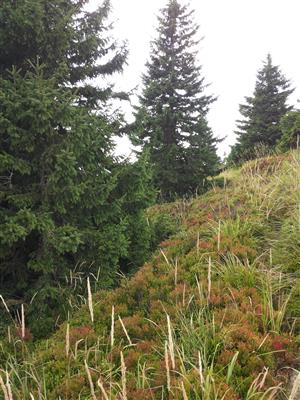 Ekotón horskej smrečiny (smrekové lesy čučoriedkové) a spoločenstva s dominanciou Vaccinium myrtillus.