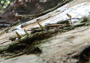 Buxbaumia viridis
