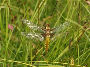 vážka v biotope 6510