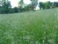 Suchomilné travinnobylinné a krovinové porasty na vápnitom podloží (*dôležité stanovištia Orchideaceae) (7.6.2015)