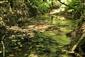 Rieky s bahnitými až piesočnatými brehmi s vegetáciou zväzov Chenopodionrubri p.p. a Bidentition p.p. (15.8.2015)