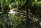Rieky s bahnitými až piesočnatými brehmi s vegetáciou zväzov Chenopodionrubri p.p. a Bidentition p.p. (15.8.2015)