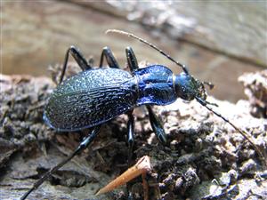 Imágo Carabus intricatus.