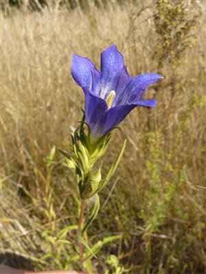 Foto Gentiana pneumonanthe 
