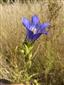 Foto Gentiana pneumonanthe 
