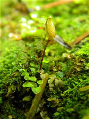 makro monitorovaného druhu