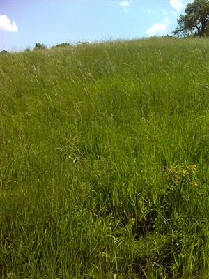 Záber na monitorovaný biotop.