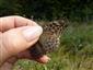 Foto Argynnis paphia f.valesina 