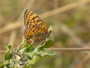 Foto Melitaea phoebe