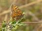 Foto Melitaea phoebe