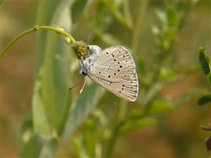 Foto Maculinea teleius samica 