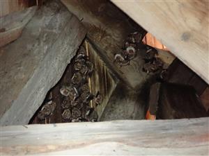 kolónia Myotis myotis vo vezi kostola
