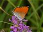 Foto Lycaena dispar samec