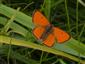 Foto Lycaena dispar samec