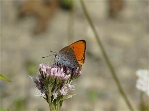 Foto Lycaena dispar samec