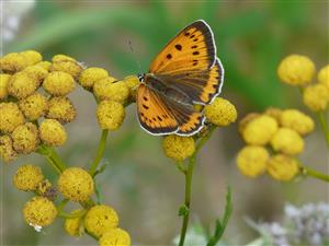 Foto Lycaena dispar samica