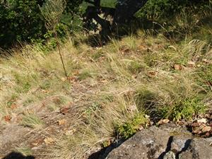 dominantnou trávou je kostrava padalmátska (Festuca pseudodalmatica)