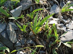 kosatec nízky (Iris pumila) sa vyskytuje v sutinovejších častiach lokality