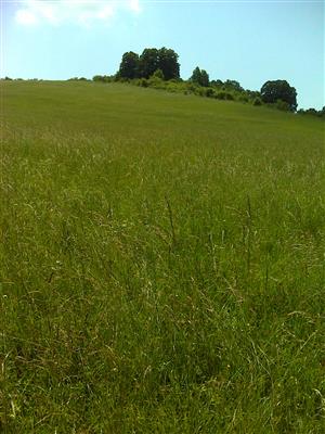Záber na monitorovaný biotop.