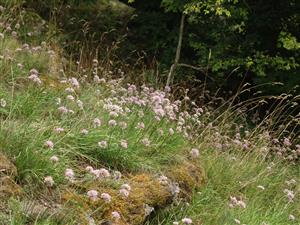 cesnak horský (Allium senescens subsp. montanum) je jednou z dominánt bylinnej vegetácie