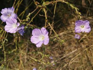 ľan chlpatý hladkastý (Linum hirsutum subsp. glabrescens)