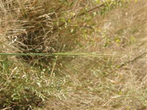 kavyľ vláskovitý (Stipa capillata)