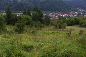 pohľad na nekosenú časť plochy