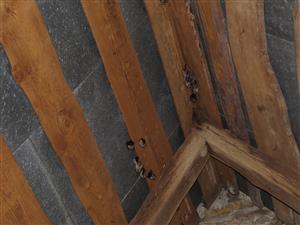 Rhinolophus hipposideros + Myotis emarginatus