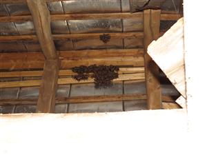 Kolónia Myotis emarginatus