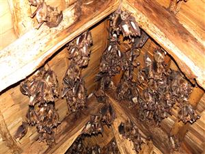 Kolónia Myotis myotis