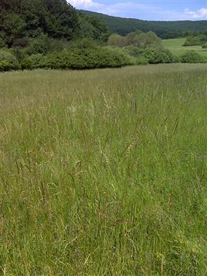 Záber na monitorovaný biotop.
