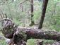 Reliktné vápnomilné borovicové a smrekovcové lesy (31.7.2014)