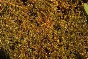 Hamatocaulis vernicosus