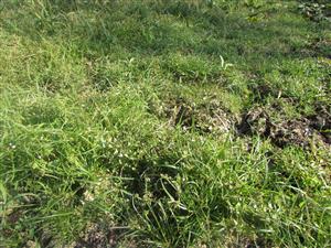 Porost Lindernia procumbens, Cyperus fuscus, C. michelianus