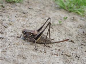 Pholidoptera transsylvanica samica