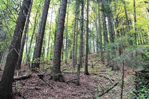 lesný porast v okolí línie búdok