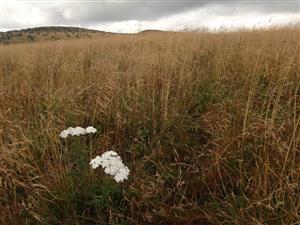 monotónne neobhospodarované porasty na lokalite občas spestruje Achillea millefolium subsp. alpestris