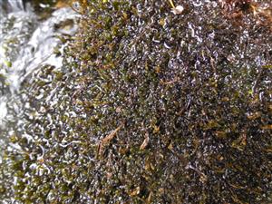 Ochyraea tatrensis na TMP5 spolu s Hygrohypnum smithii