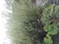 Salix elaeagnos od brehu na TMP