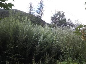 Salix elaeagnos na TMP