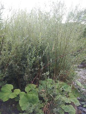 Salix elaeagnos - pohľad z brehu na TMP