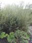 Salix elaeagnos - pohľad z brehu na TMP
