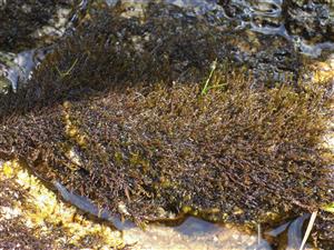 Ochyraea Tatrensis na TMP1