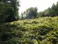 kobylka Štysova (29.7.2014)