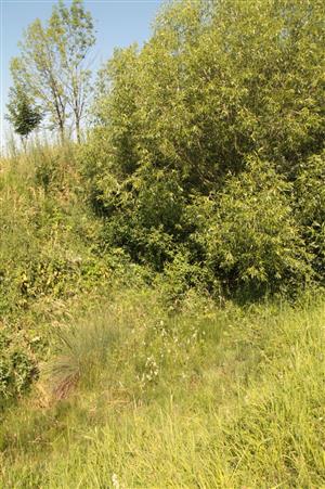 Z časť slatinky, pohľad smerom na S