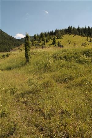 chodník ponad slatinky s vyznievajúci slatinnými druhmi, vedúci zo SZ na JV