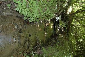 Hrbský potok, TML Hrlica v hornej časti, sediment je mikrohabitátom lariev C. heros