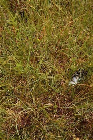 detailnejší záber na vegetáciu v najzachovalejšej časti slatiny