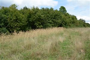 Invázia Calamagrostis epigejos