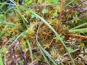 Detail_Drosera rotundifolia a Sphagnum sp.